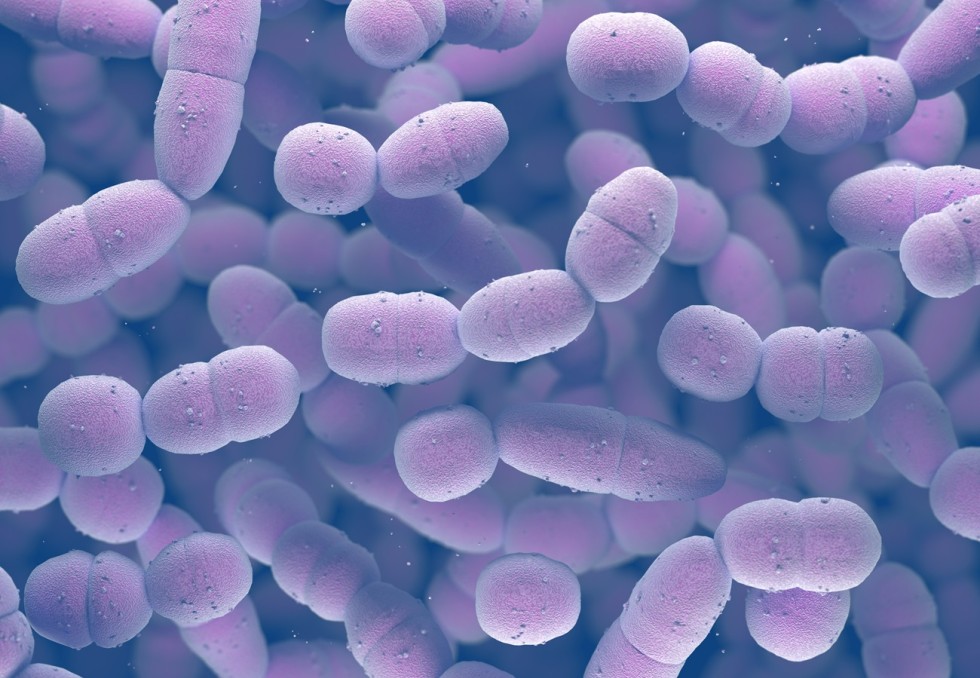 pneumocoques