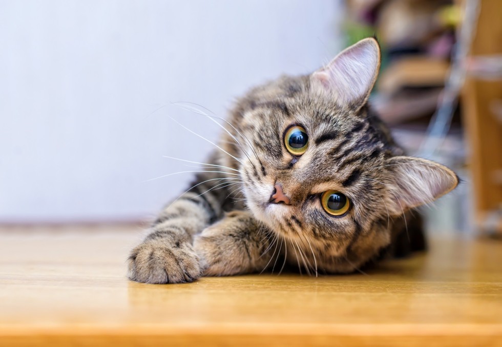chat