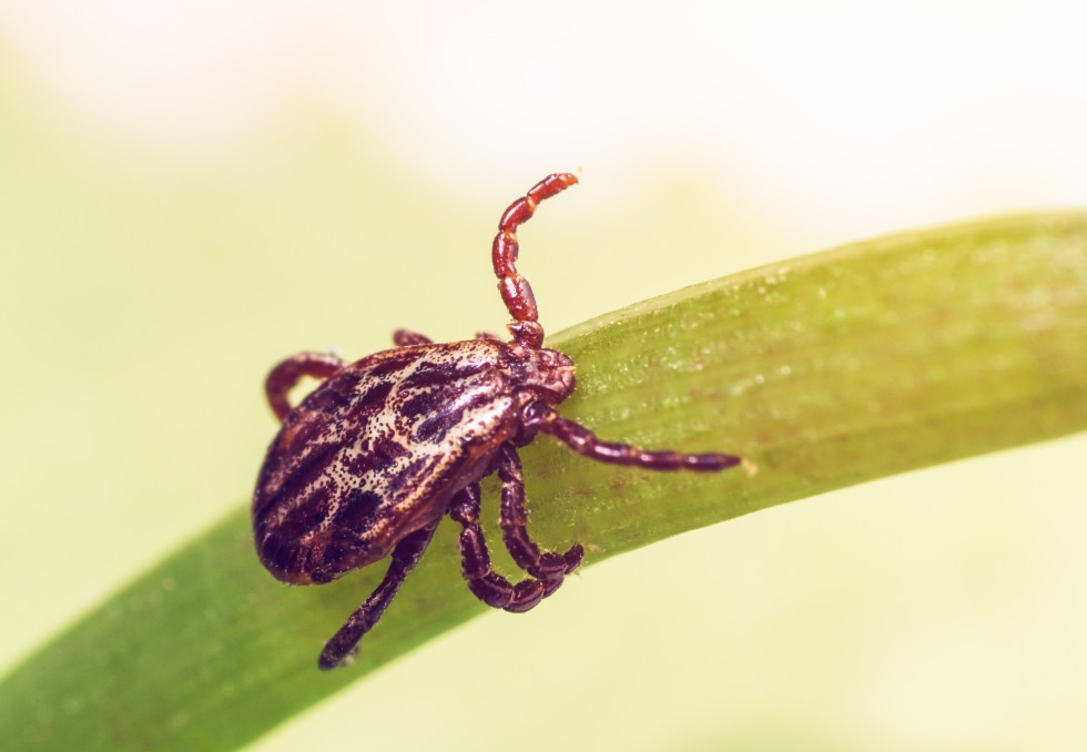 maladie de lyme