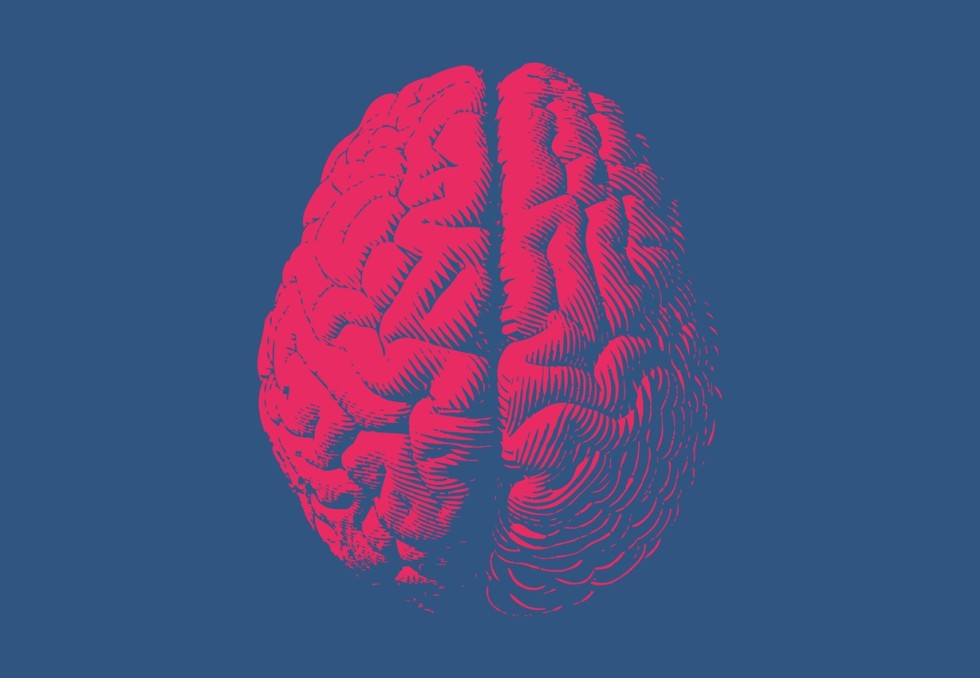 cerveau