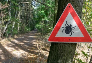lyme
