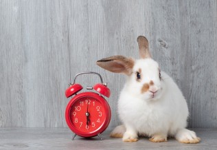 lapin