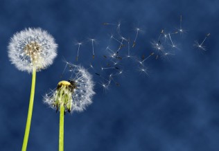 Rhinite allergique: en constante augmentation