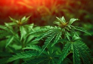 cannabis