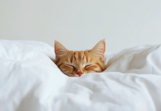 chat qui dort vraiment très bien
