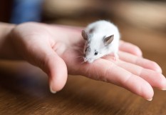 Souris.