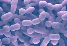 pneumocoques