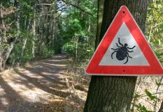 lyme