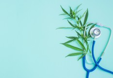 cannabis thérapeutique